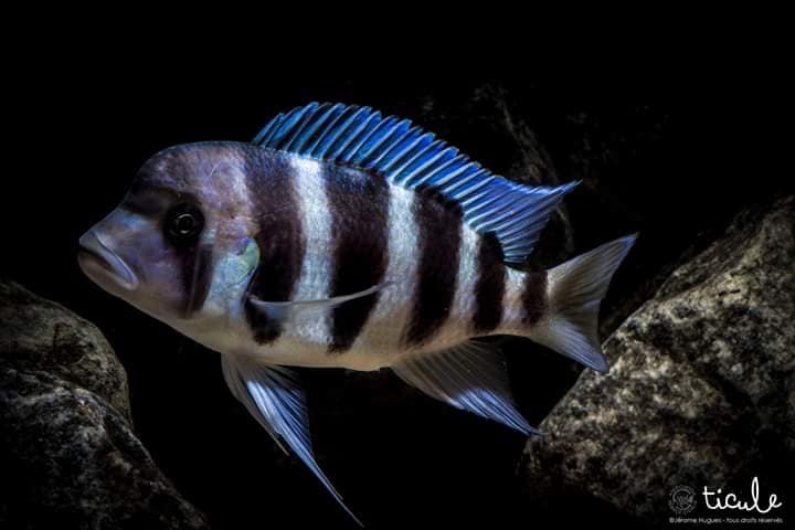 Cyphotilapia gibberosa 'Cape Mpimbwe'